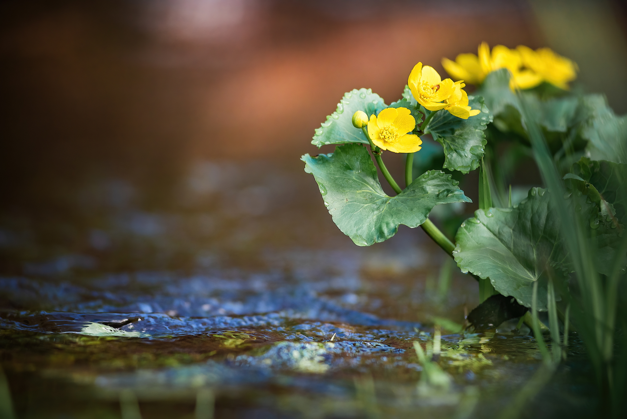 On the river... - My, Forest, The photo, River, Spring, Macro photography, Nature, Longpost