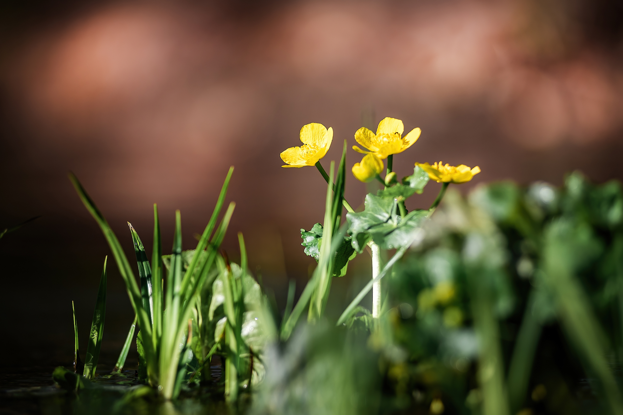 On the river... - My, Forest, The photo, River, Spring, Macro photography, Nature, Longpost