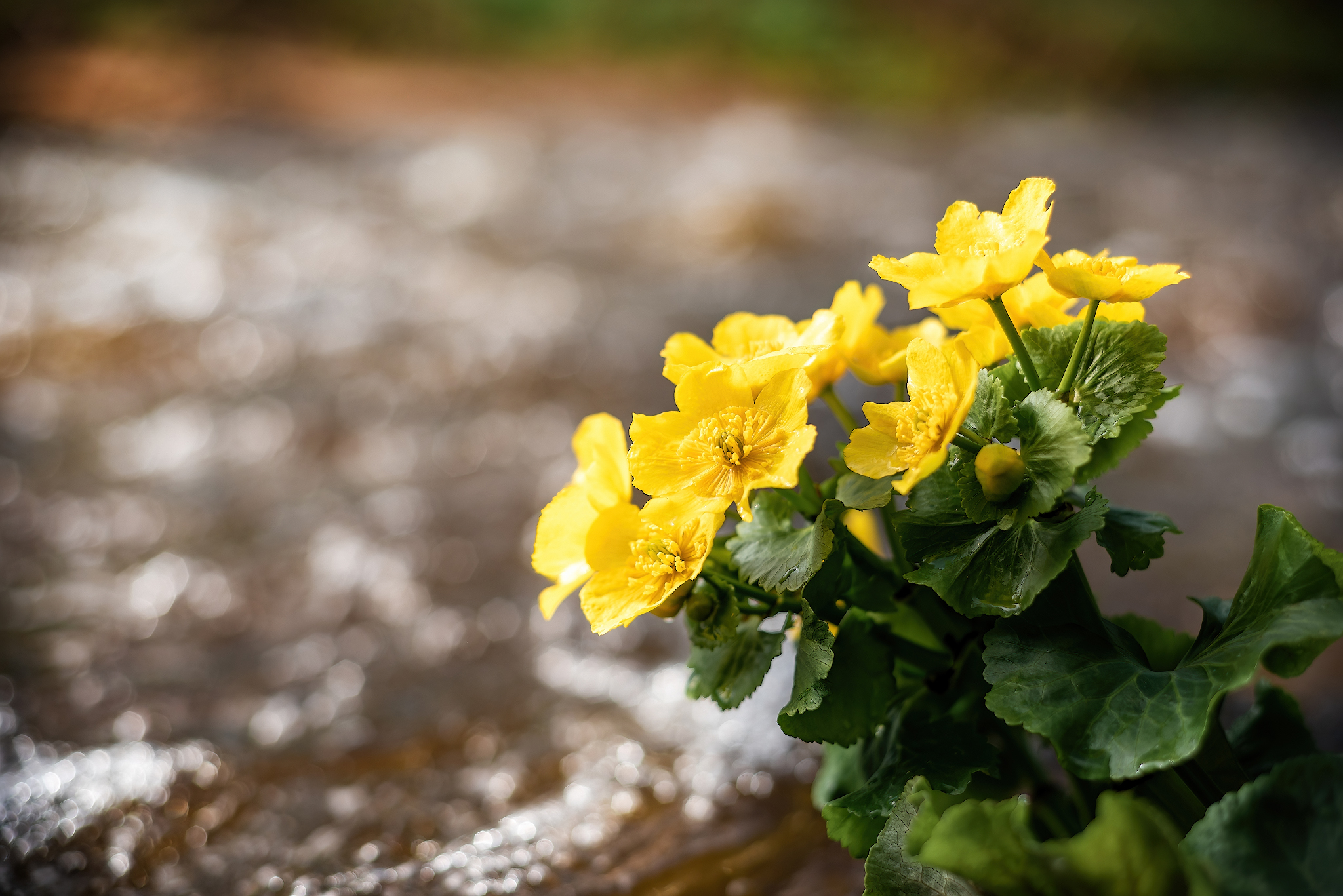 On the river... - My, Forest, The photo, River, Spring, Macro photography, Nature, Longpost