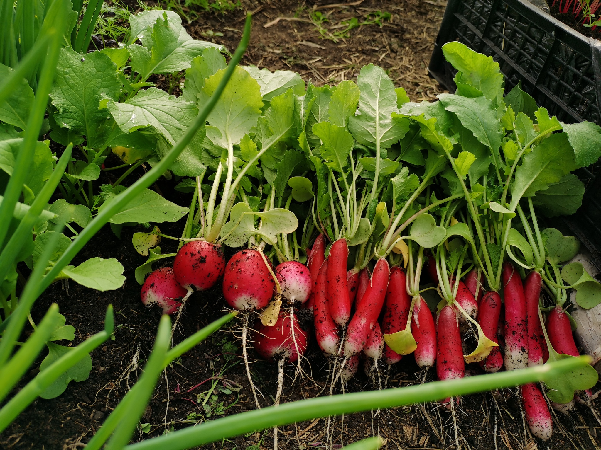 Radish and greenfinch - the harvest is ready - My, Harvest, Greenhouse, Garden, Garden, Plants, Video, Youtube