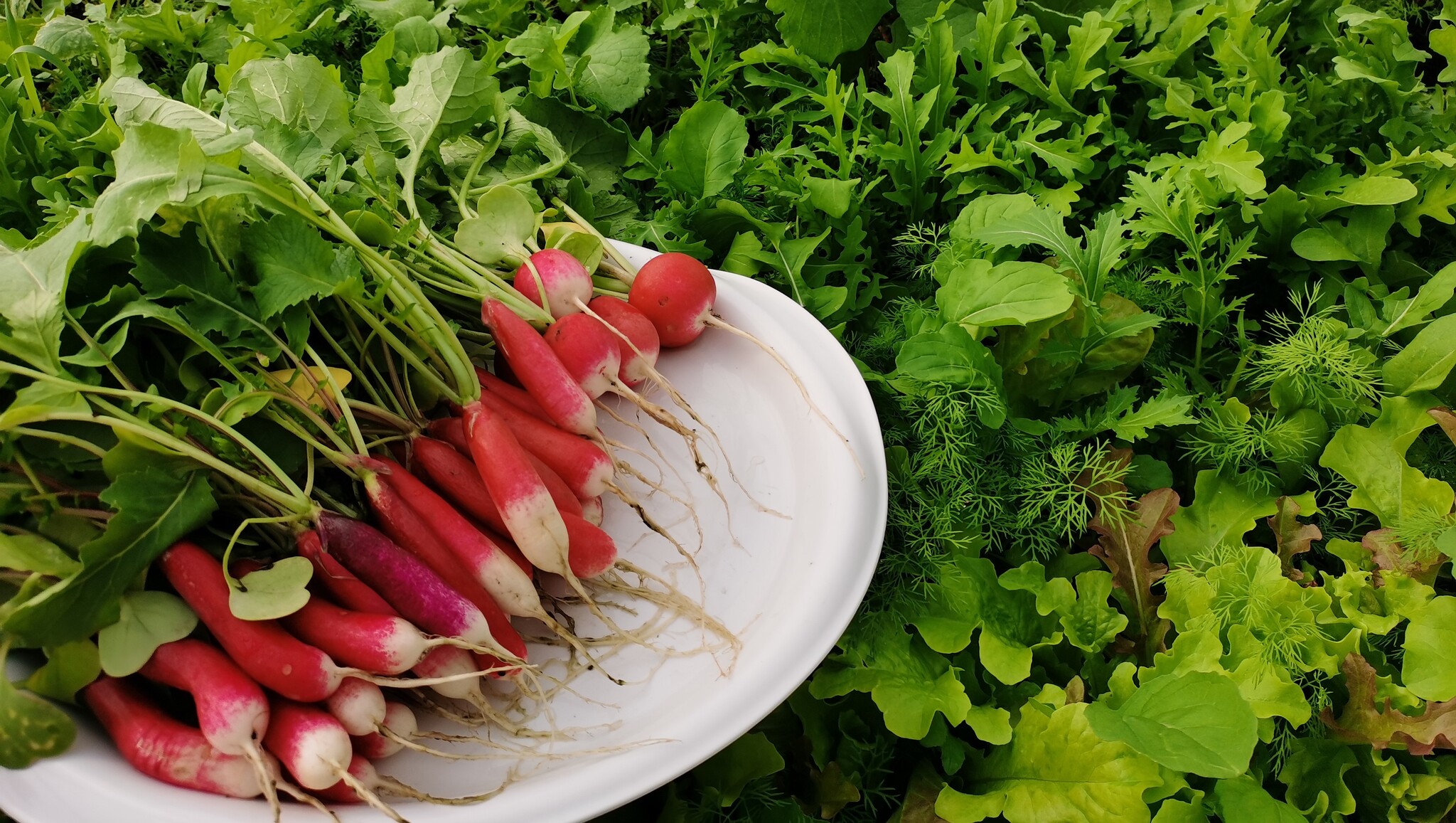 Radish and greenfinch - the harvest is ready - My, Harvest, Greenhouse, Garden, Garden, Plants, Video, Youtube