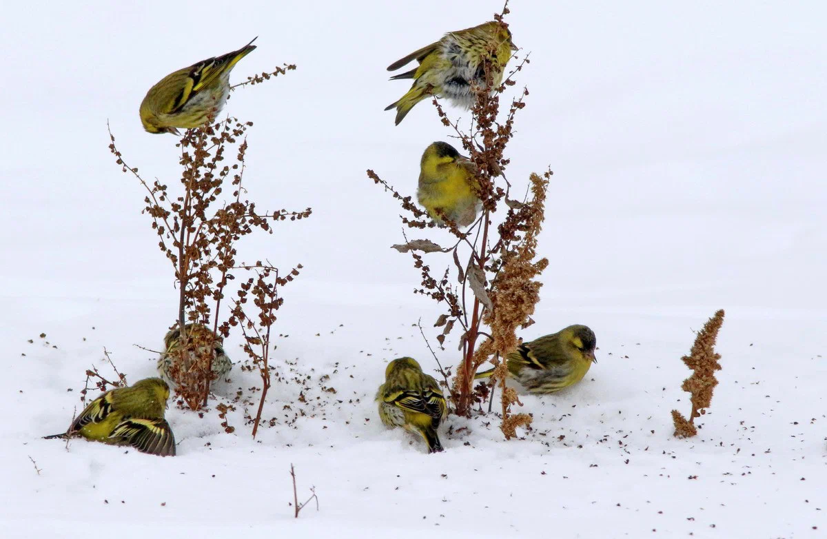 Chizh: Strange dominance system - their alpha males force themselves to feed mouth to mouth. - Siskin, Birds, Animal book, Yandex Zen, Longpost