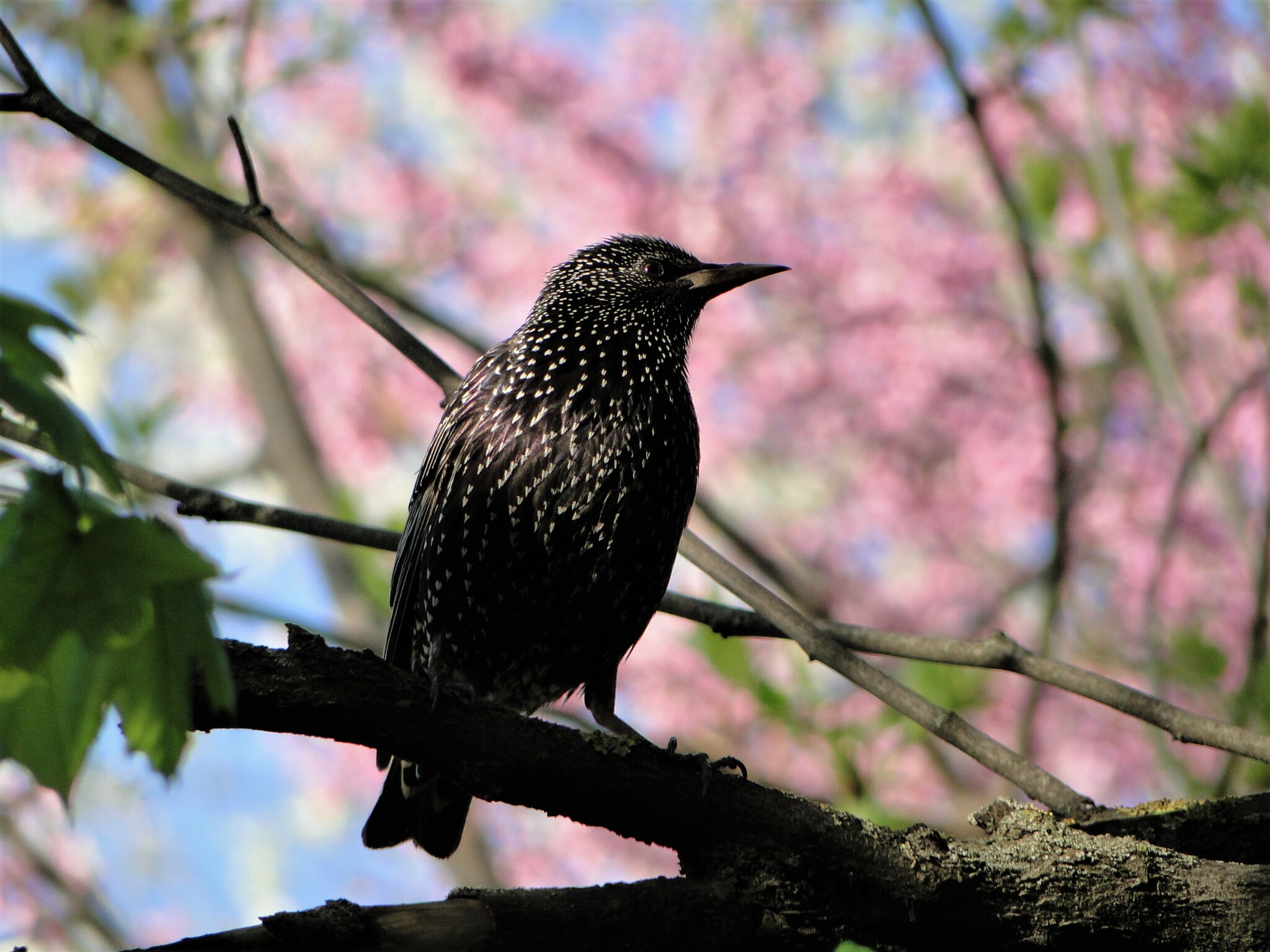 Starling - My, Birds, Spring, Starling, The photo, beauty of nature