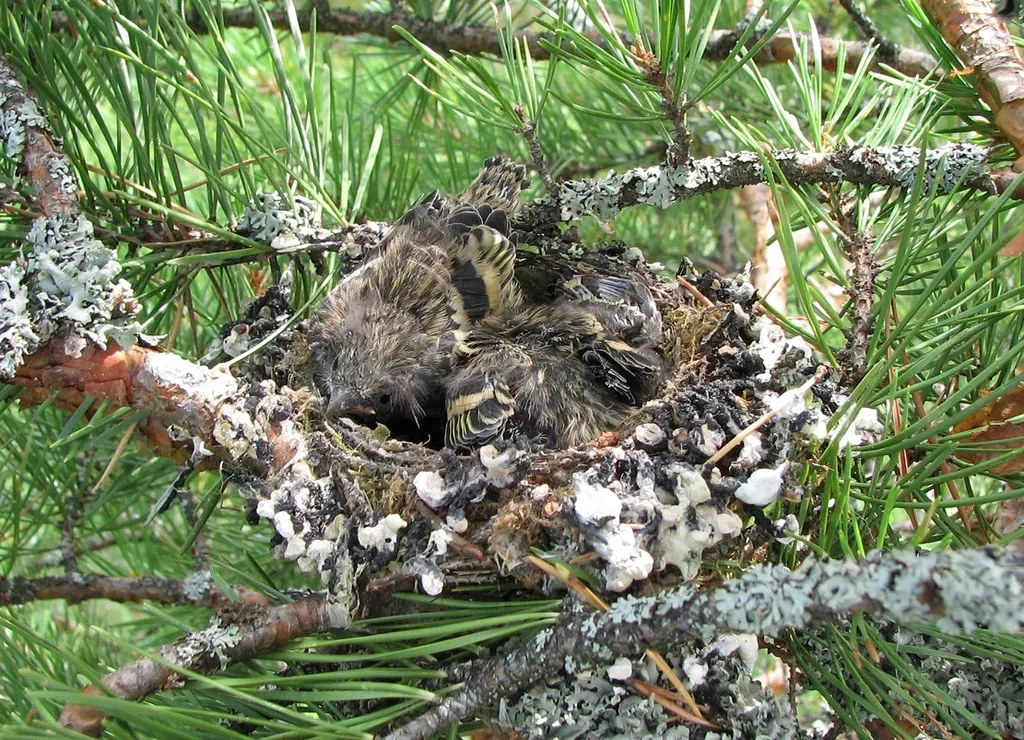 Chizh: Strange dominance system - their alpha males force themselves to feed mouth to mouth. - Siskin, Birds, Animal book, Yandex Zen, Longpost