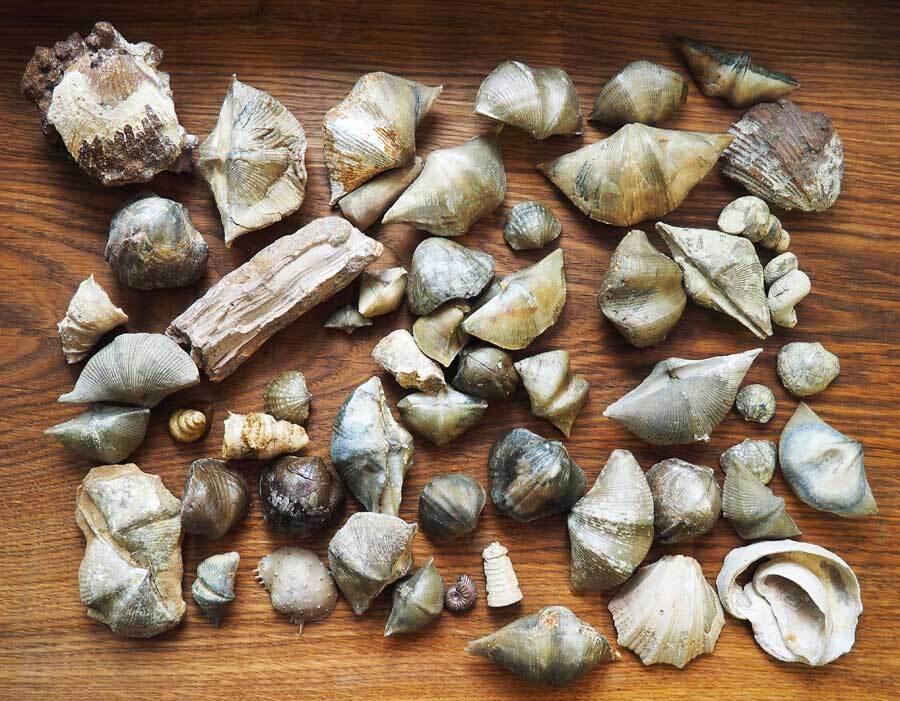 rottenness - My, Fossils, Brachiopods, Paleontology, Hobby, Antiquity, Fossil, Extinct species