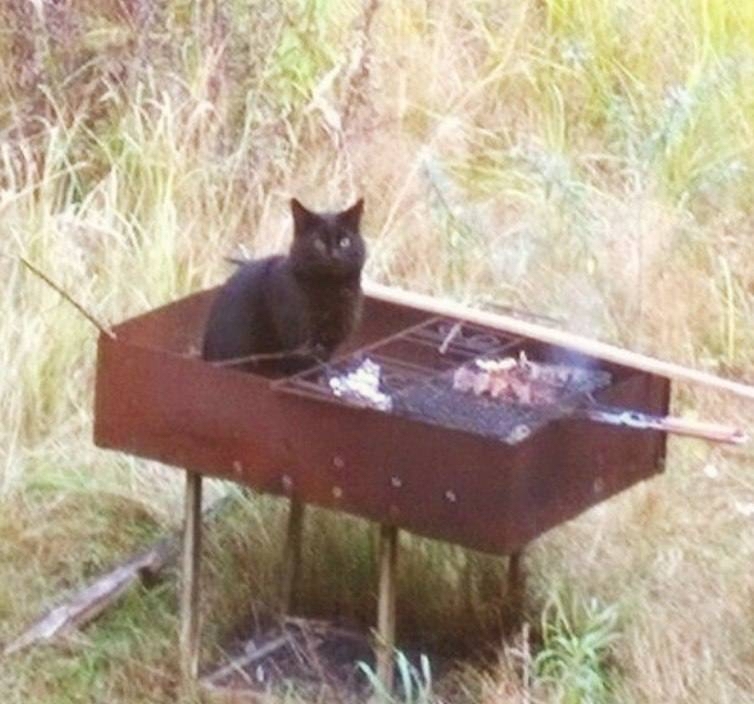 shish kebab - cat, Pets, Black cat, Brazier, Shashlik