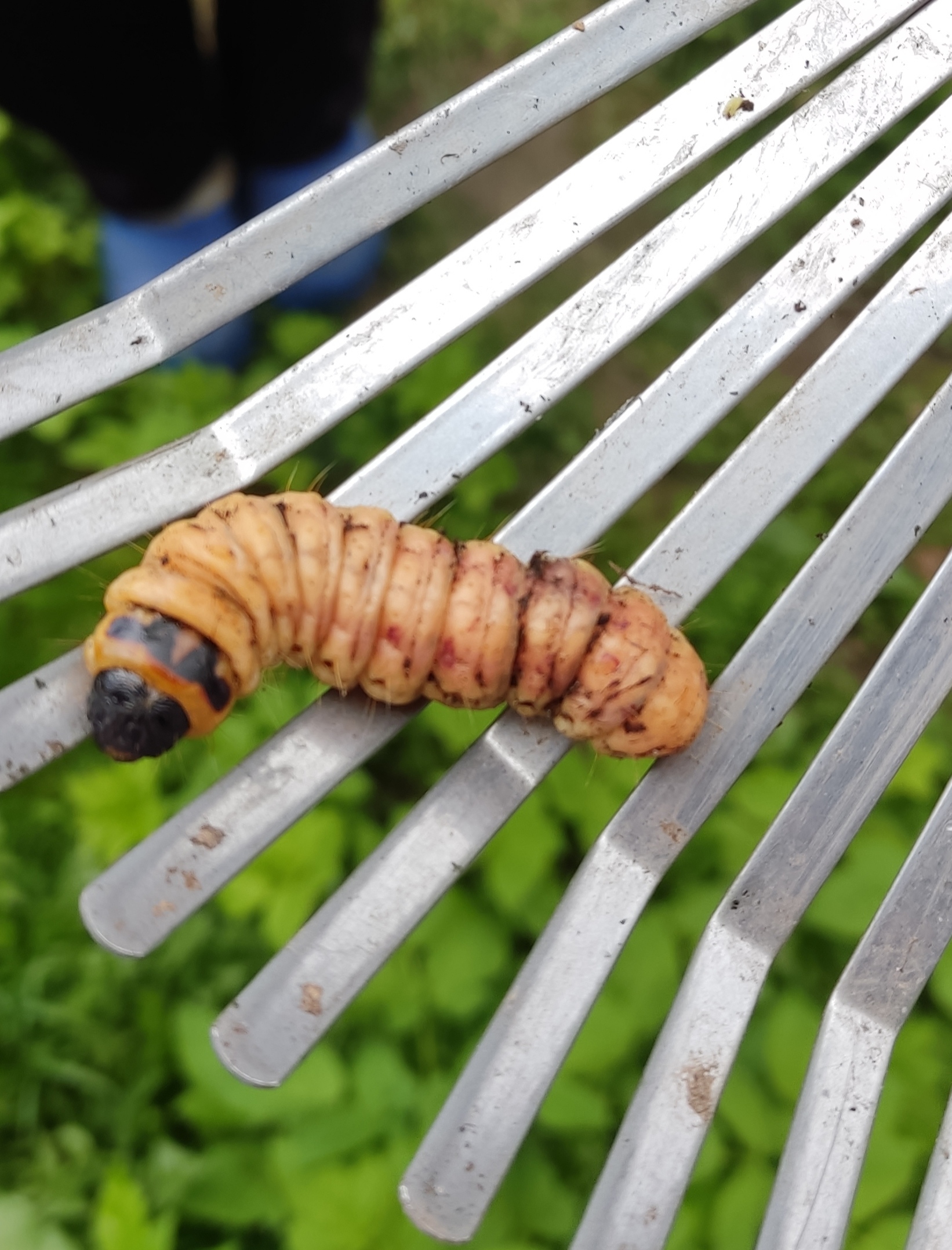 Maybugs - My, Chafer, Nature, Dacha, Spring, Insects, Larva