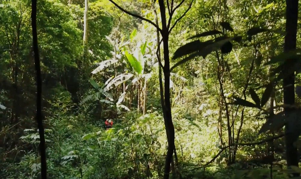 Karst sinkhole with ancient forest in China - Karst funnel, Forest, China, Speleology, Karst Sinkhole, Plants, The photo, wildlife, beauty of nature, Arguments and Facts, Longpost