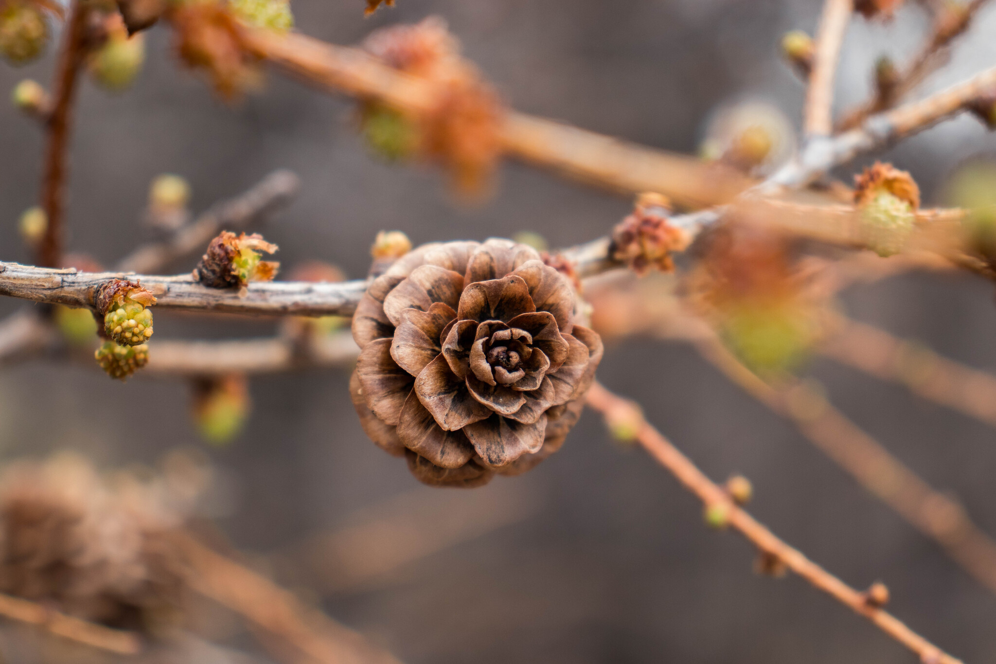 Rose or cone? - My, Sakhalin, The photo, Canon, Forest, Cones