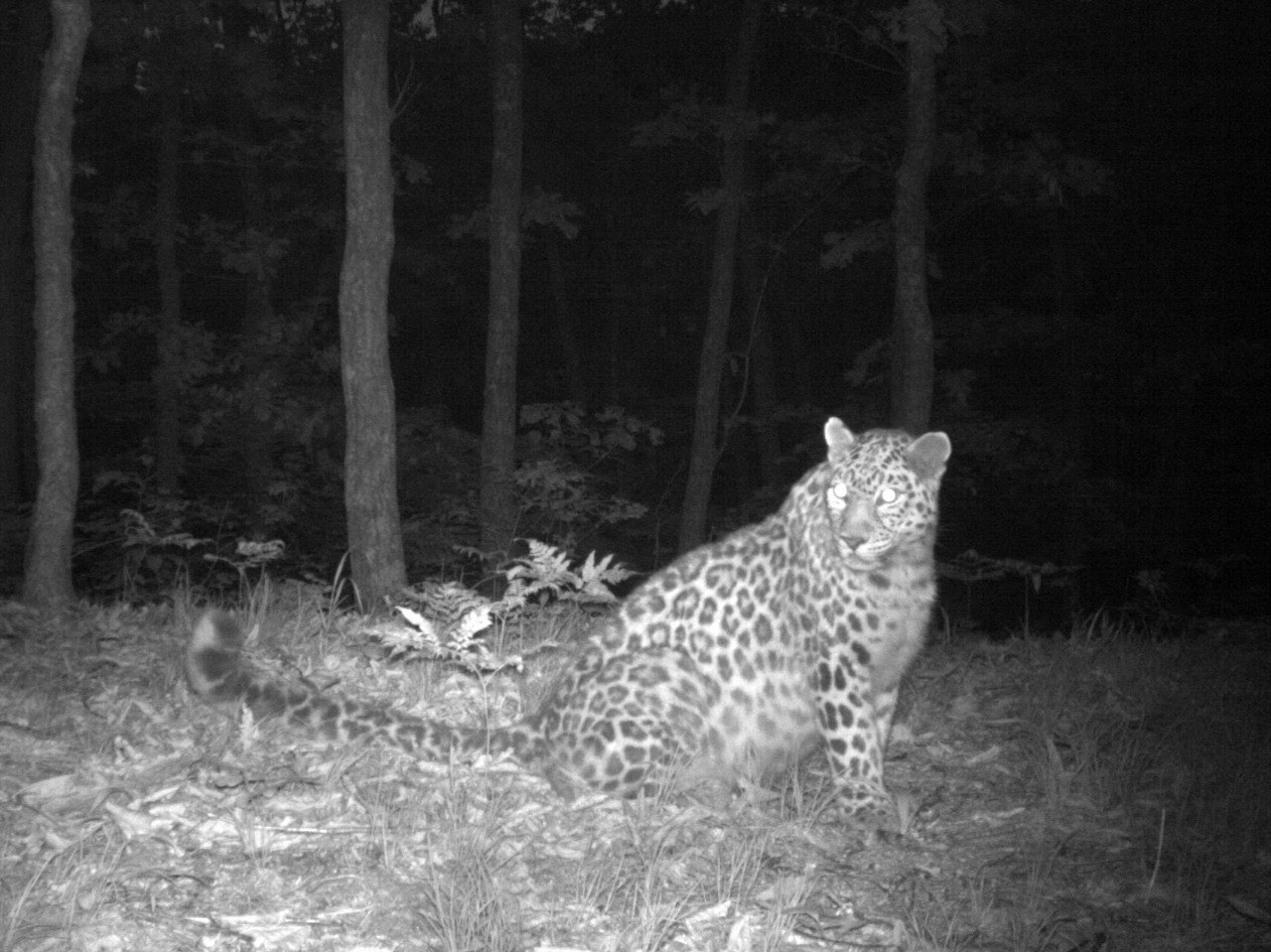 Leopard named Sochi - Far Eastern leopard, Sochi, Land of the Leopard, The keepers, TVNZ, National park, Positive, beauty of nature, wildlife, Wild animals, Phototrap, The photo, Big cats, Cat family, Predatory animals, Leopard, Longpost