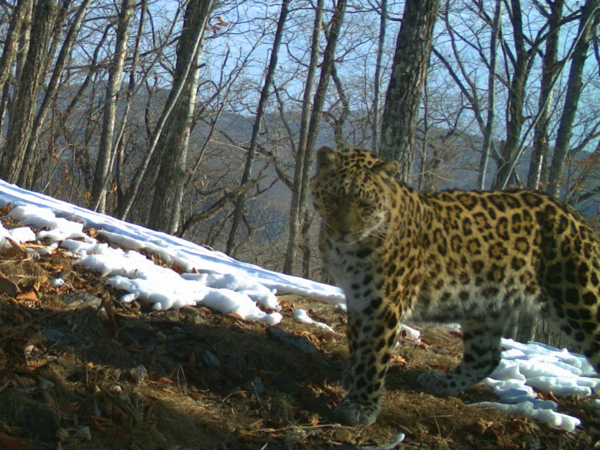 Leopard named Sochi - Far Eastern leopard, Sochi, Land of the Leopard, The keepers, TVNZ, National park, Positive, beauty of nature, wildlife, Wild animals, Phototrap, The photo, Big cats, Cat family, Predatory animals, Leopard, Longpost