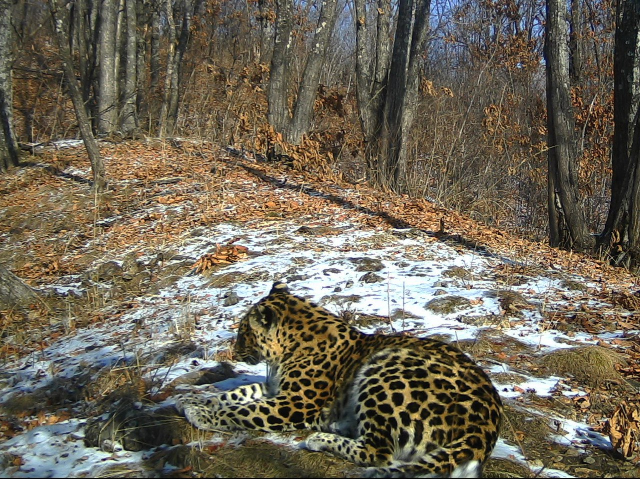 Leopard named Sochi - Far Eastern leopard, Sochi, Land of the Leopard, The keepers, TVNZ, National park, Positive, beauty of nature, wildlife, Wild animals, Phototrap, The photo, Big cats, Cat family, Predatory animals, Leopard, Longpost