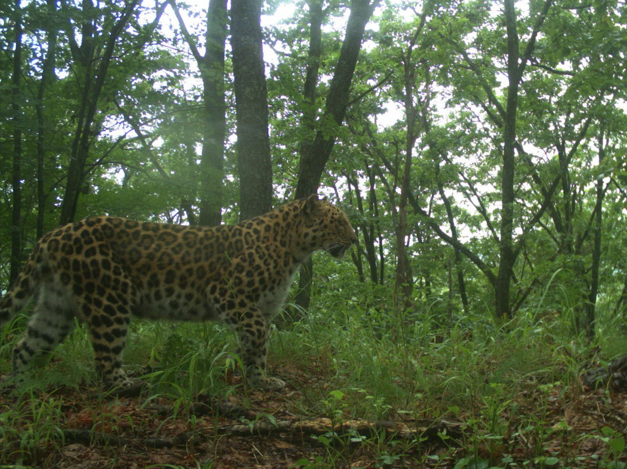 Leopard named Sochi - Far Eastern leopard, Sochi, Land of the Leopard, The keepers, TVNZ, National park, Positive, beauty of nature, wildlife, Wild animals, Phototrap, The photo, Big cats, Cat family, Predatory animals, Leopard, Longpost