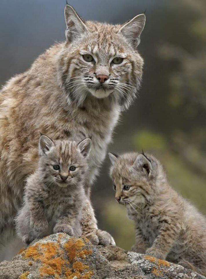 supervised - The photo, Wild animals, Lynx, Cat family, Small cats, Kittens, Young