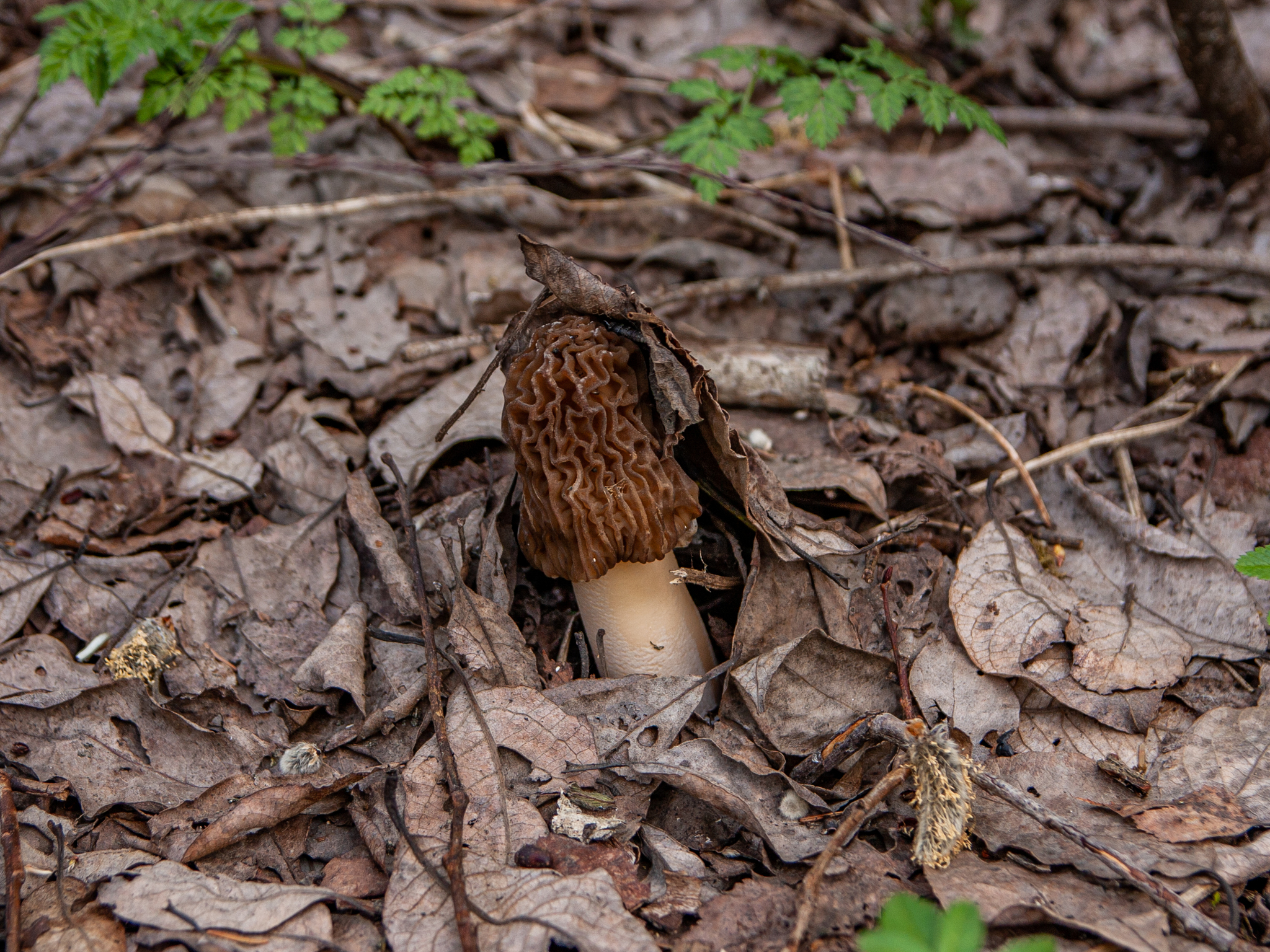 Morels - My, Mushrooms, Morels, Spring, Forest, Nature, Longpost