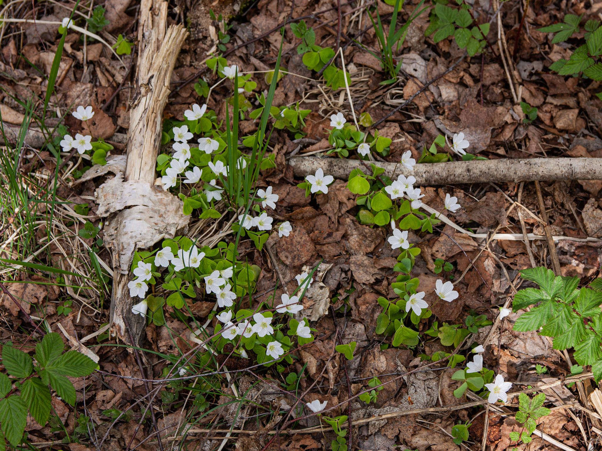 Morels - My, Mushrooms, Morels, Spring, Forest, Nature, Longpost