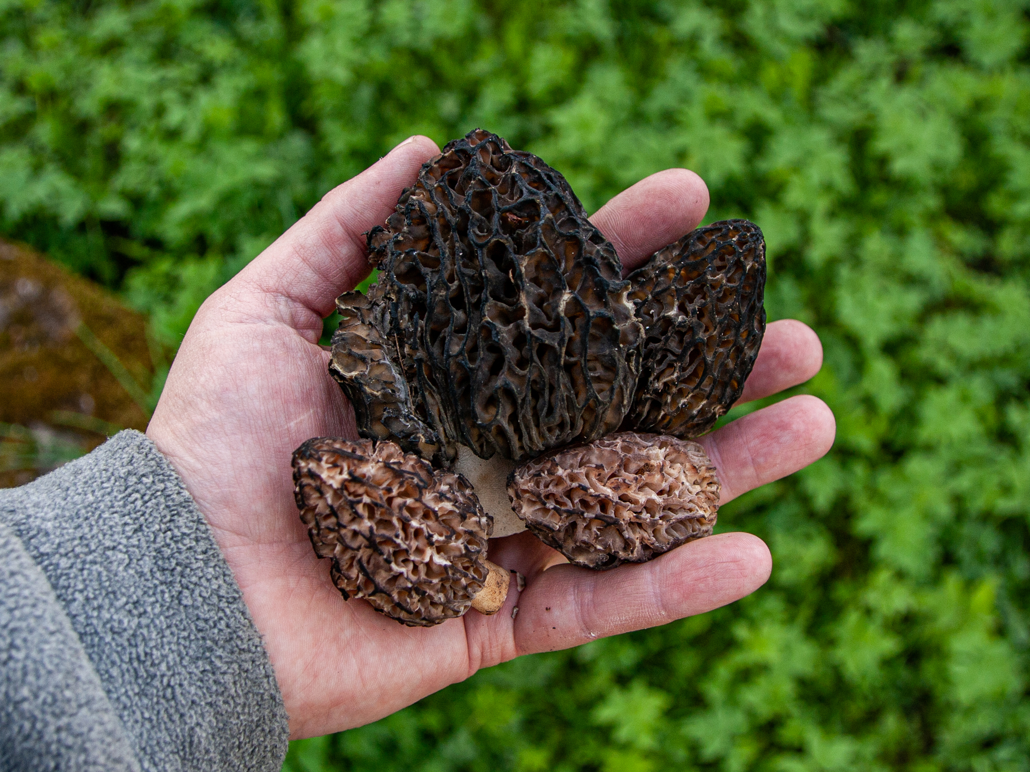 Morels - My, Mushrooms, Morels, Spring, Forest, Nature, Longpost