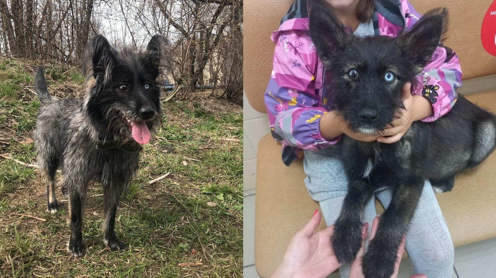 Continuation of the post “Someone threw out an odd-eyed puppy with a huge belly in the Leningrad region. - My, Dog, Found a home, The strength of the Peekaboo, Longpost, Reply to post