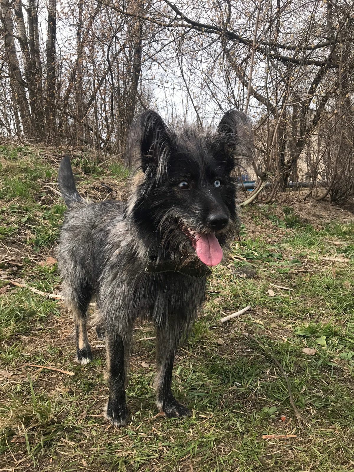 Continuation of the post “Someone threw out an odd-eyed puppy with a huge belly in the Leningrad region. - My, Dog, Found a home, The strength of the Peekaboo, Longpost, Reply to post