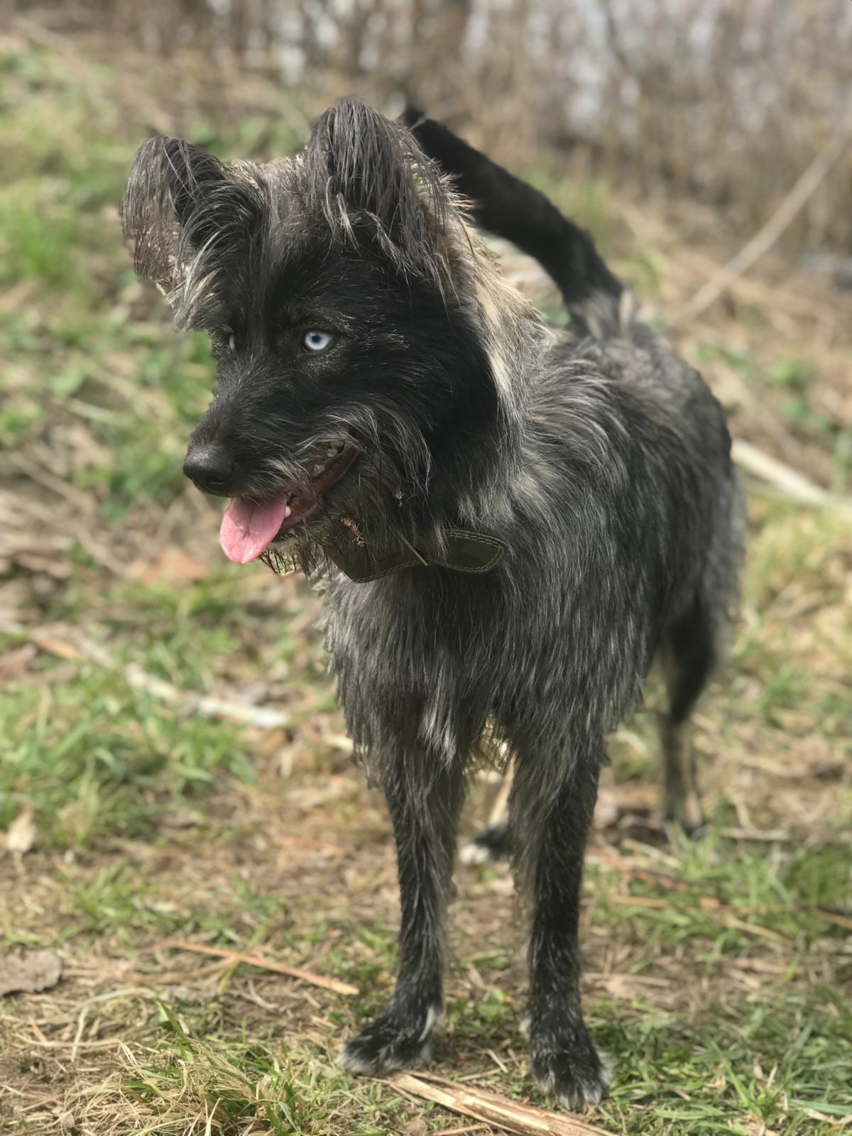 Continuation of the post “Someone threw out an odd-eyed puppy with a huge belly in the Leningrad region. - My, Dog, Found a home, The strength of the Peekaboo, Longpost, Reply to post