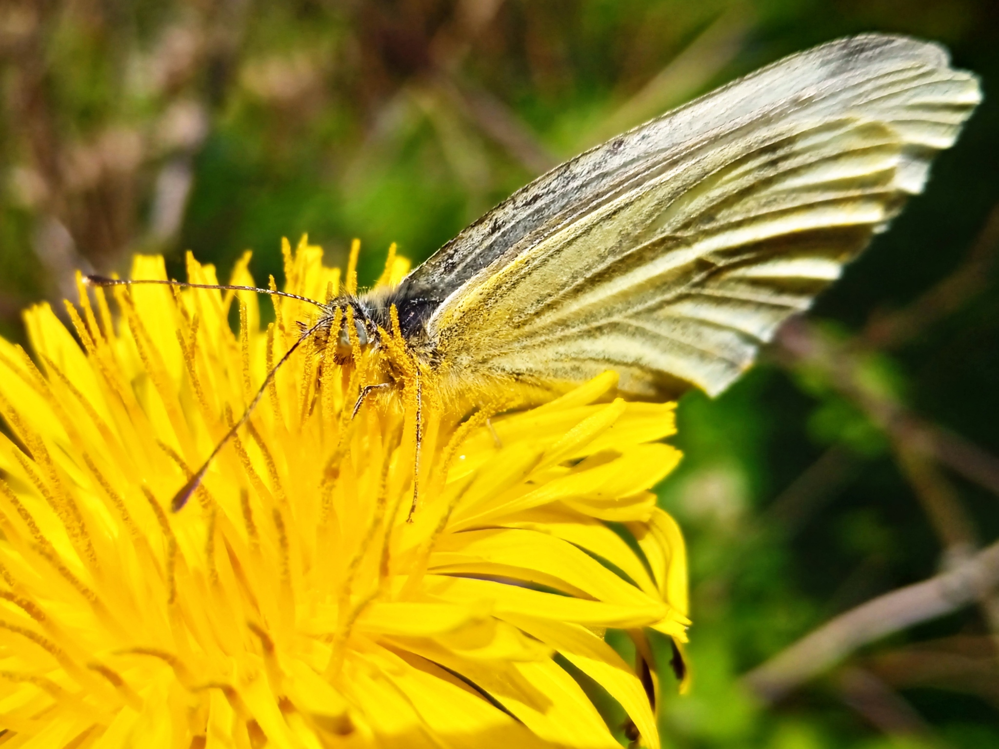 Butterfly - My, Nature, Mobile photography, Flowers, Butterfly