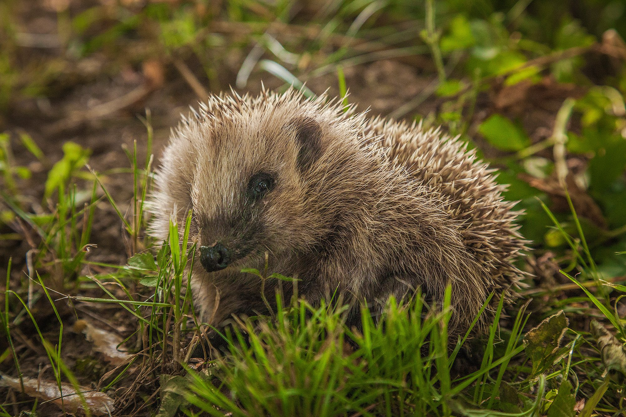 village neighbor - Hedgehog, Village, Neighbours, National park, Novgorod region, Wild animals