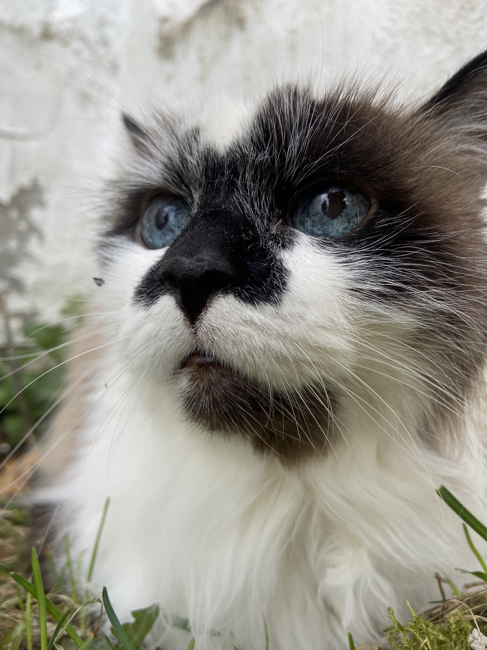 Found a cat - Found a cat, Pets, Longpost, cat, Moscow, South Butovo