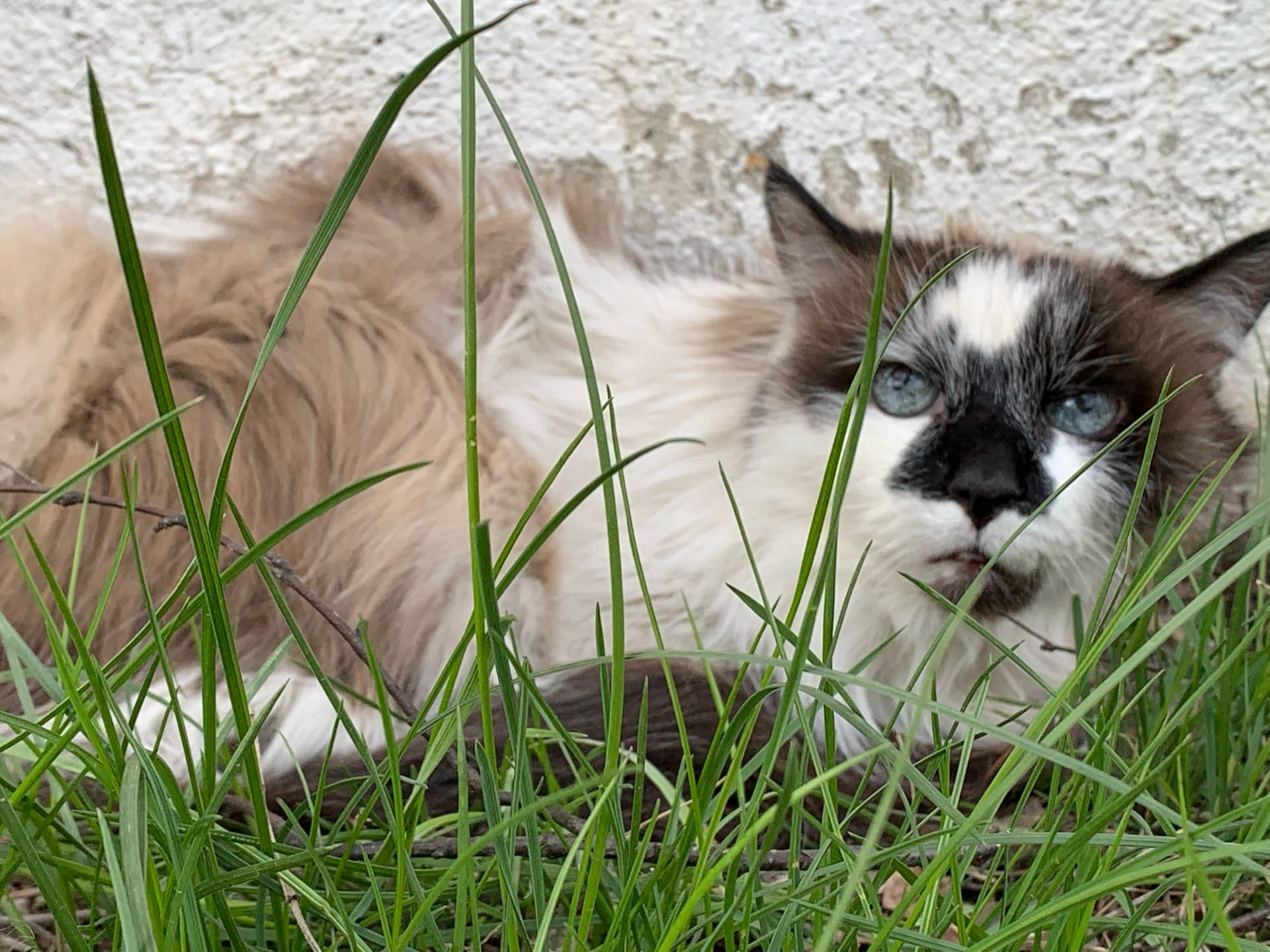 Found a cat - Found a cat, Pets, Longpost, cat, Moscow, South Butovo