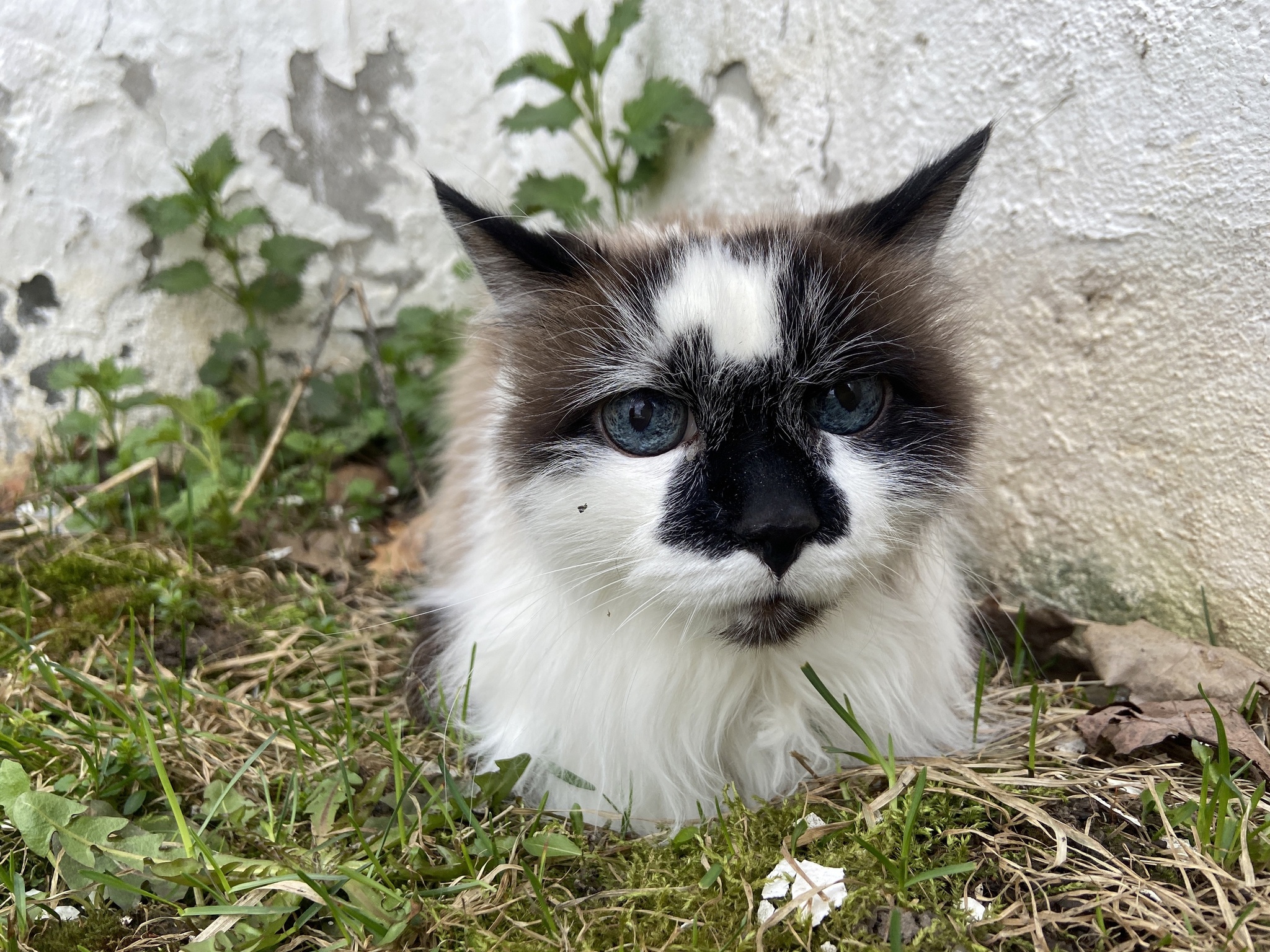 Found a cat - Found a cat, Pets, Longpost, cat, Moscow, South Butovo