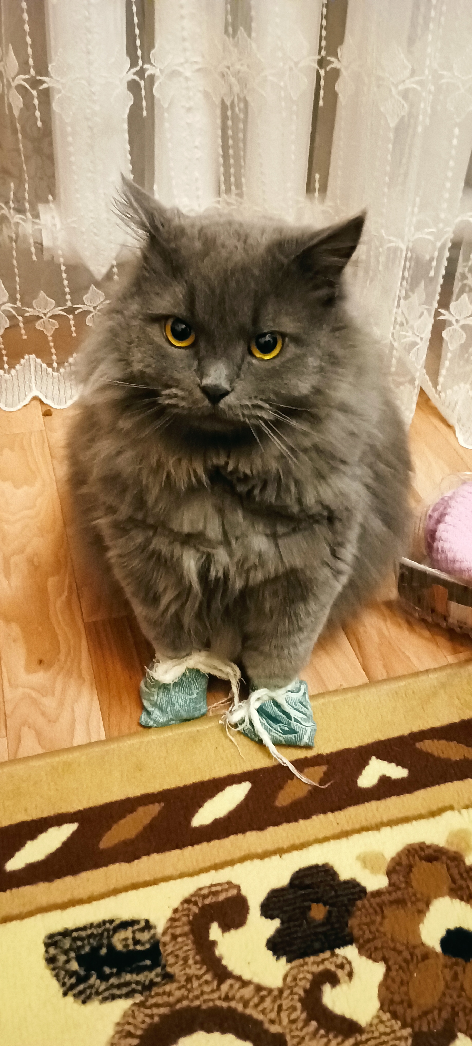 Puss in Boots - My, cat, Animals, Longpost