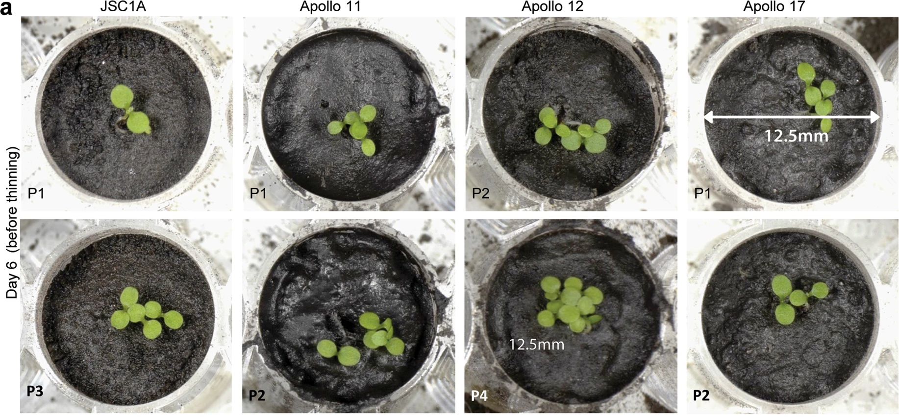 Scientists grow plants in lunar soil - Sciencepro, moon, Lunar conspiracy, Plant growing, NASA, Lunar program, Research, Experiment, Gardening, Longpost