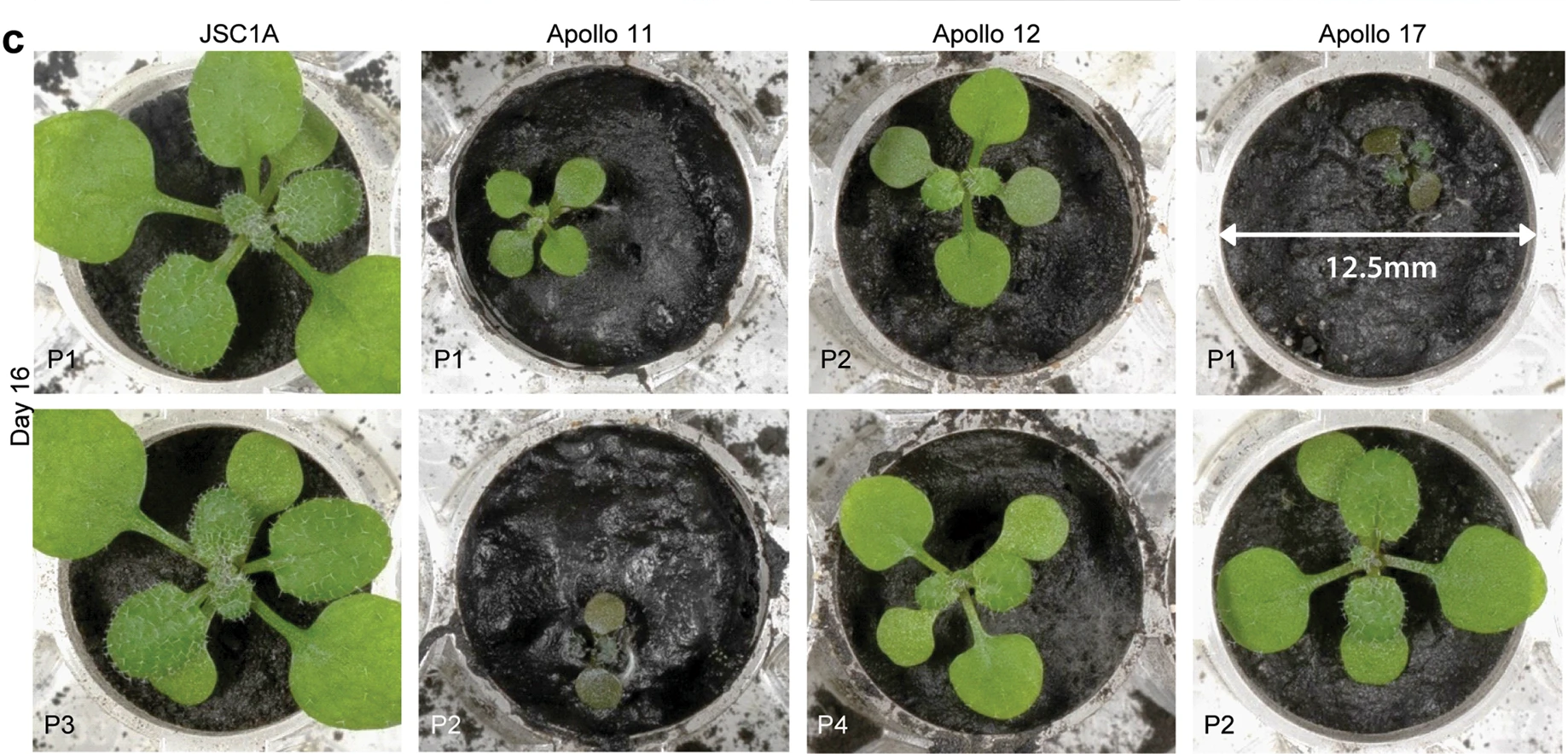 Scientists grow plants in lunar soil - Sciencepro, moon, Lunar conspiracy, Plant growing, NASA, Lunar program, Research, Experiment, Gardening, Longpost