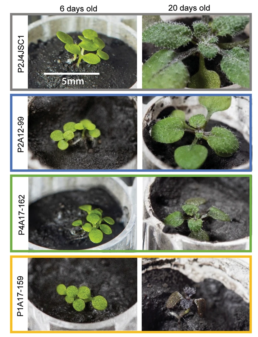 Scientists grow plants in lunar soil - Sciencepro, moon, Lunar conspiracy, Plant growing, NASA, Lunar program, Research, Experiment, Gardening, Longpost