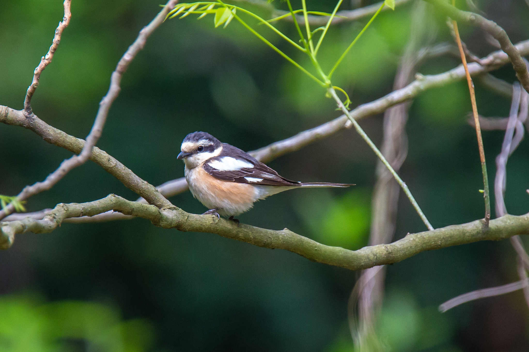 Masked shrike - the second meeting for Sochi - My, Imeretinka, Sochi, Adler, Краснодарский Край, Ornithology, Shrike, 2022, Spring, Birds, The park, Photo hunting, Longpost