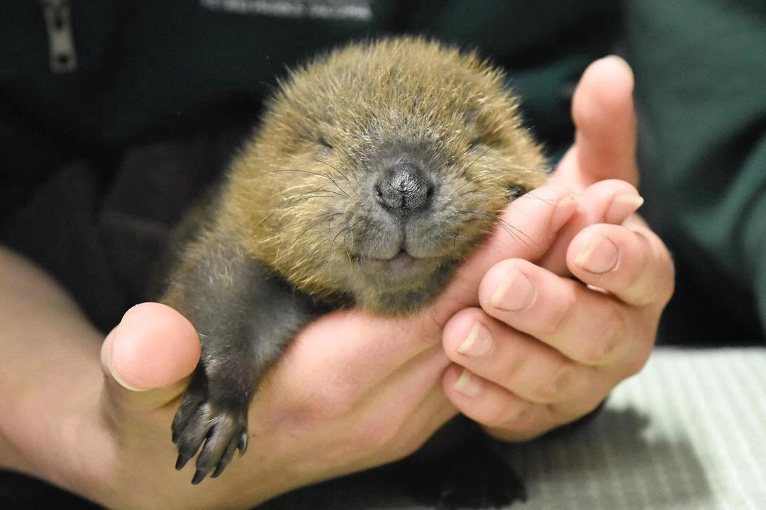 beaver cub - Beavers, National park, Positive, Animals, Longpost