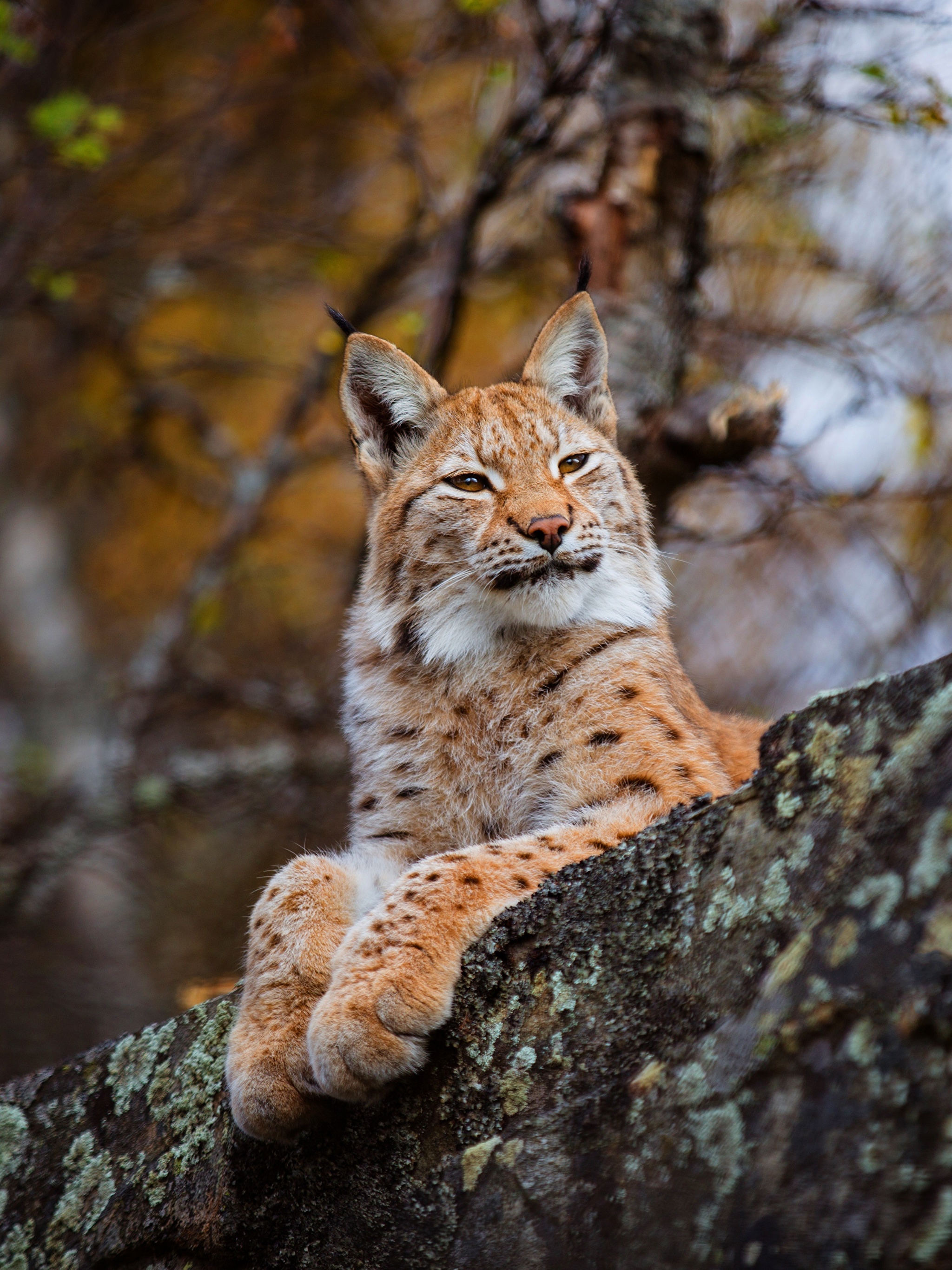 handsome lynx - Wild animals, Lynx, Small cats, Cat family, Animals, The photo