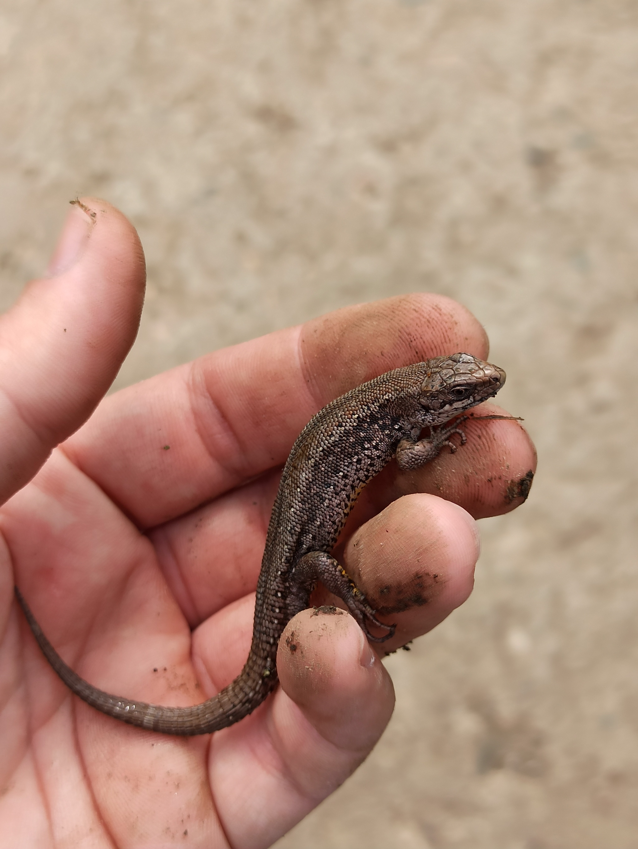 I'm catching! - My, Nature, Fishing, Lizard, Spring, Longpost