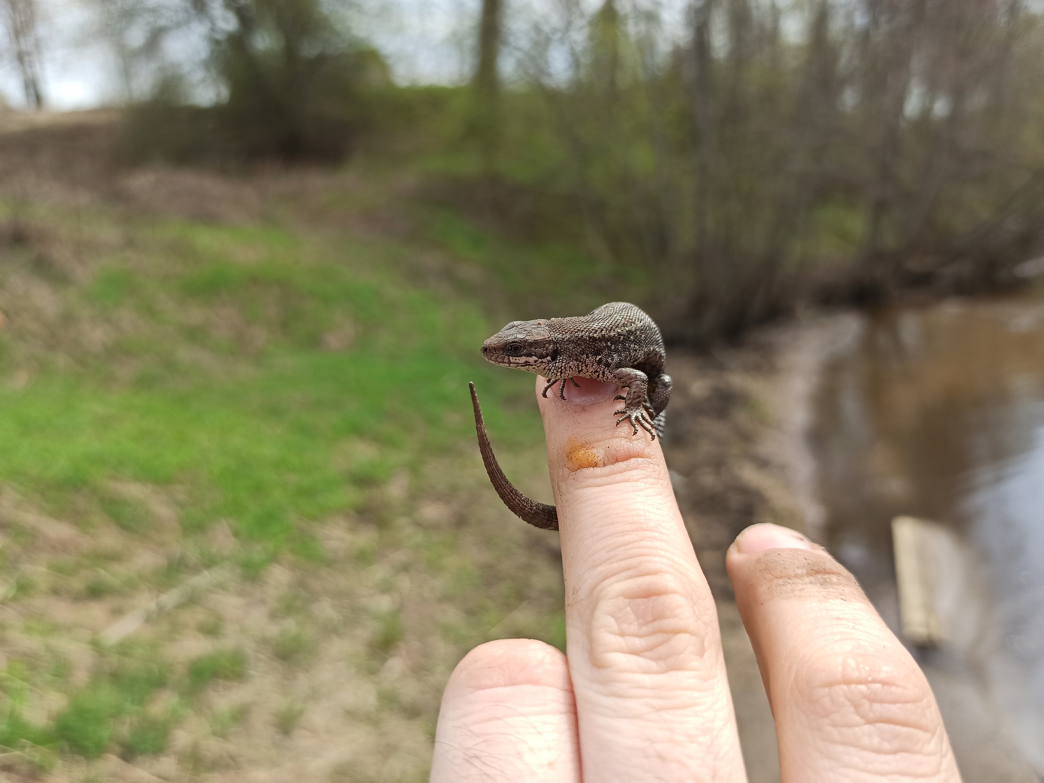 I'm catching! - My, Nature, Fishing, Lizard, Spring, Longpost