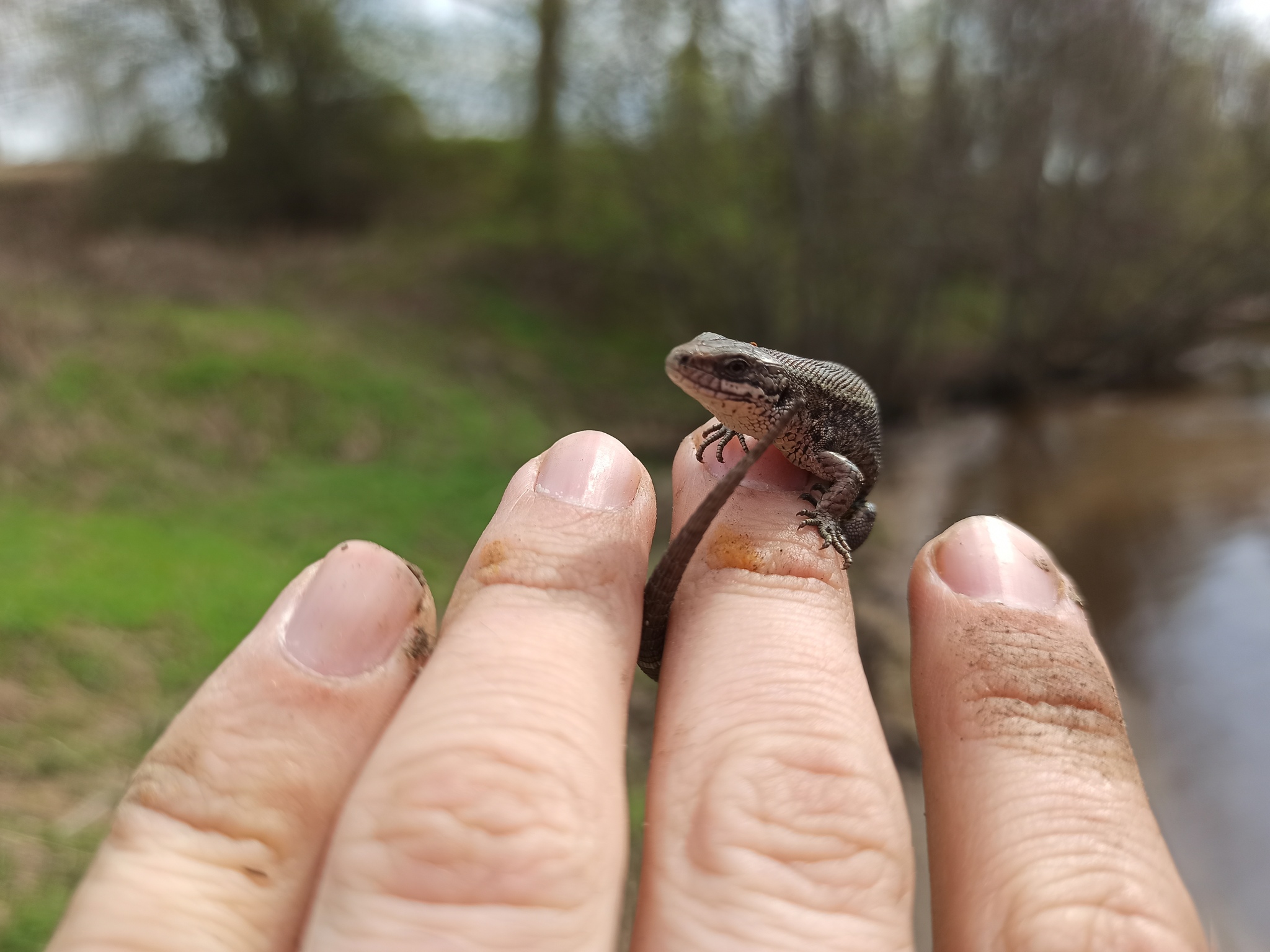 I'm catching! - My, Nature, Fishing, Lizard, Spring, Longpost