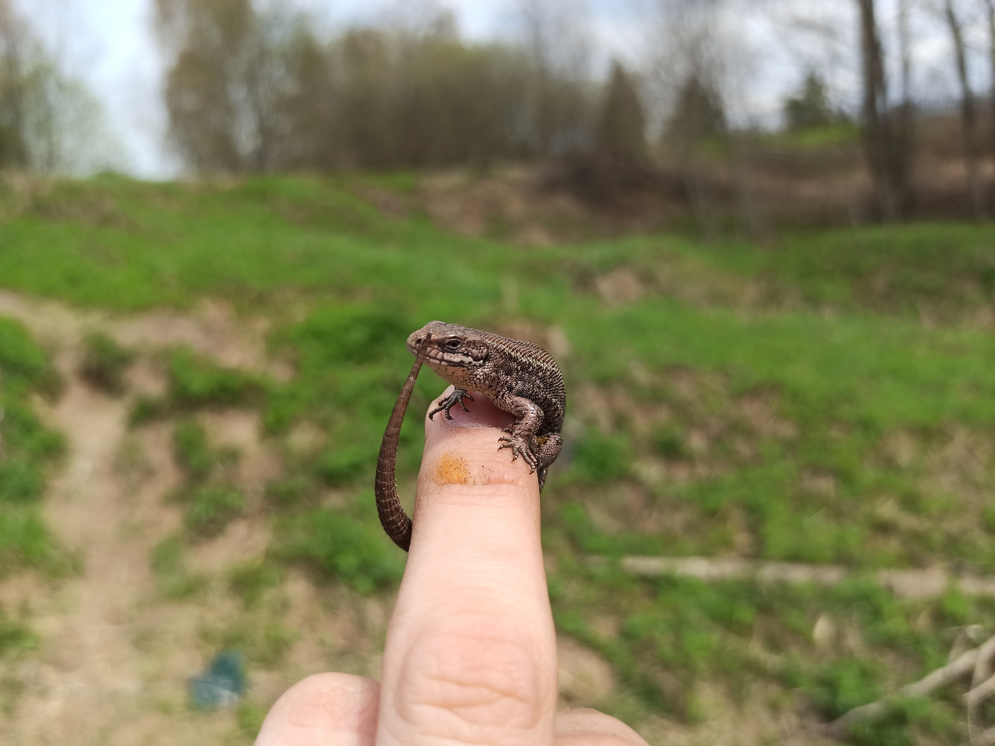 I'm catching! - My, Nature, Fishing, Lizard, Spring, Longpost