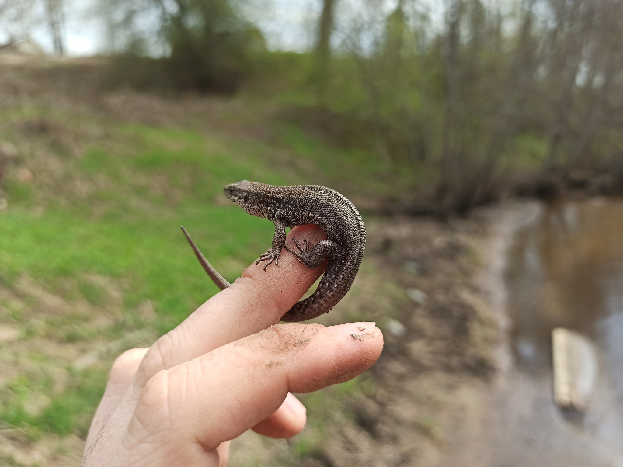 I'm catching! - My, Nature, Fishing, Lizard, Spring, Longpost