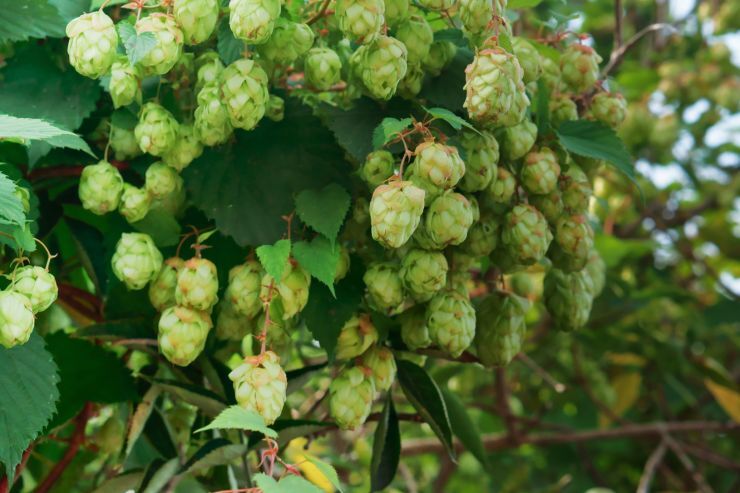 The Union of Brewers sent proposals to the Ministry of Agriculture on the revival of Russian hop-growing - Alcohol, news, Beer, Informative, Hop, Production, Russia