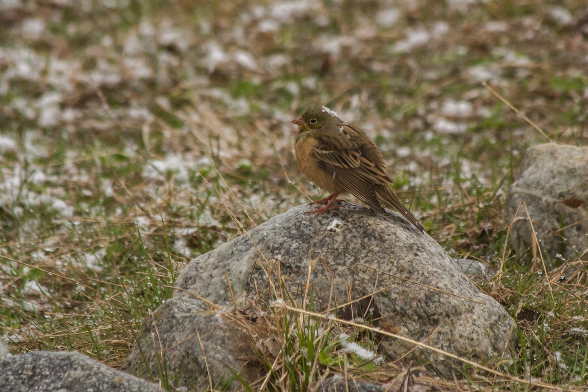 Just a photo selection of birds (part 2) - My, The photo, Ornithology, Photo hunting, The nature of Russia, Longpost, Birds