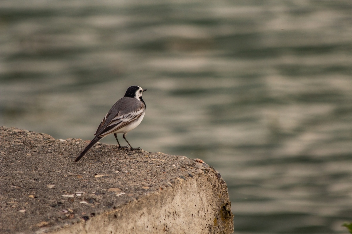 Just a photo selection of birds (part 2) - My, The photo, Ornithology, Photo hunting, The nature of Russia, Longpost, Birds