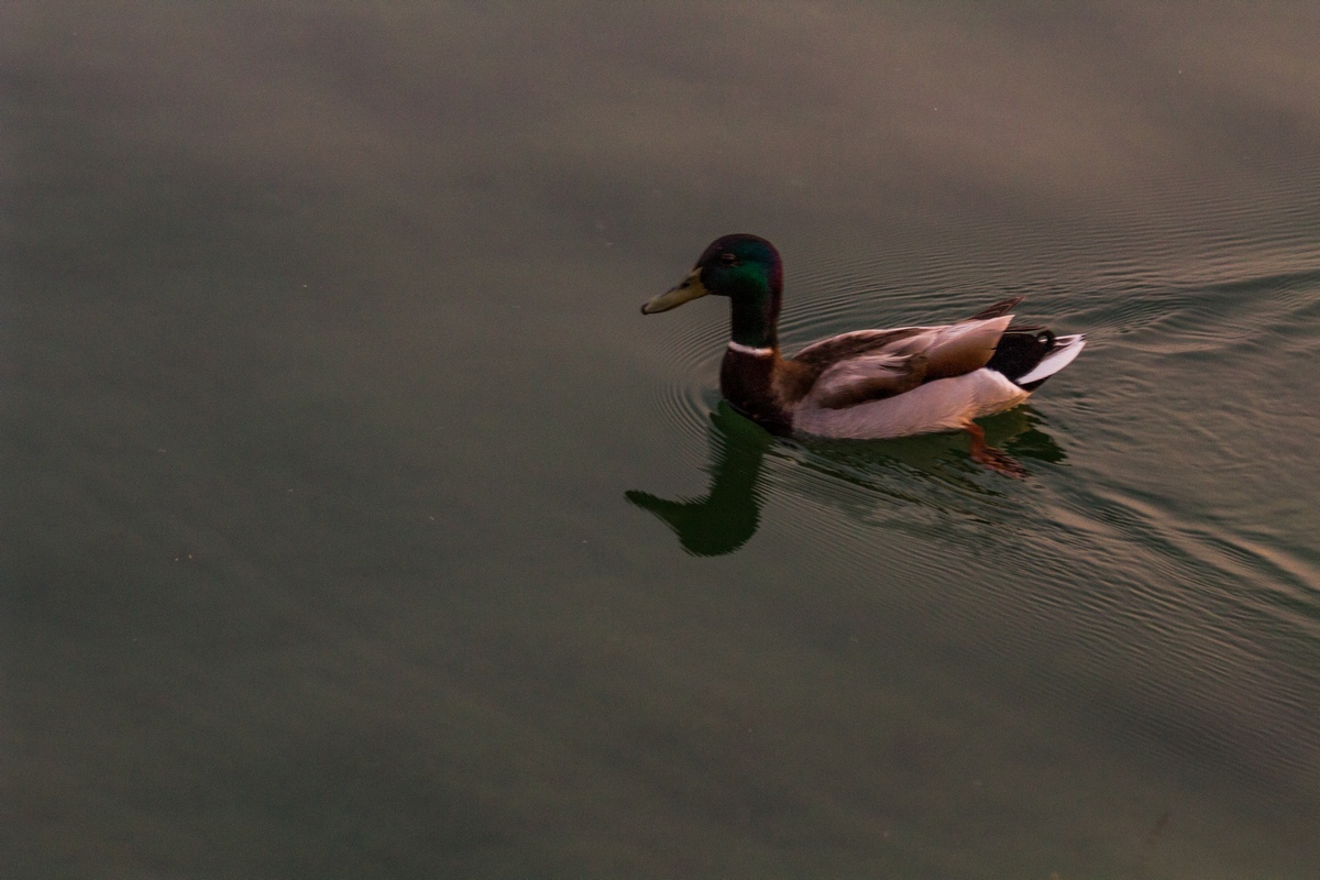 Just a photo selection of birds (part 2) - My, The photo, Ornithology, Photo hunting, The nature of Russia, Longpost, Birds