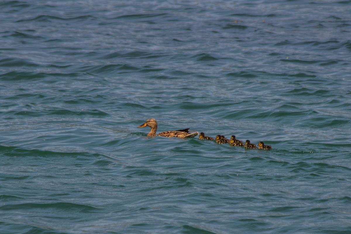 Just a photo selection of birds (part 2) - My, The photo, Ornithology, Photo hunting, The nature of Russia, Longpost, Birds