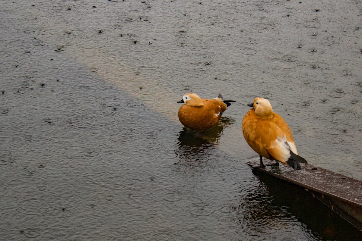 Just a photo selection of birds (part 2) - My, The photo, Ornithology, Photo hunting, The nature of Russia, Longpost, Birds