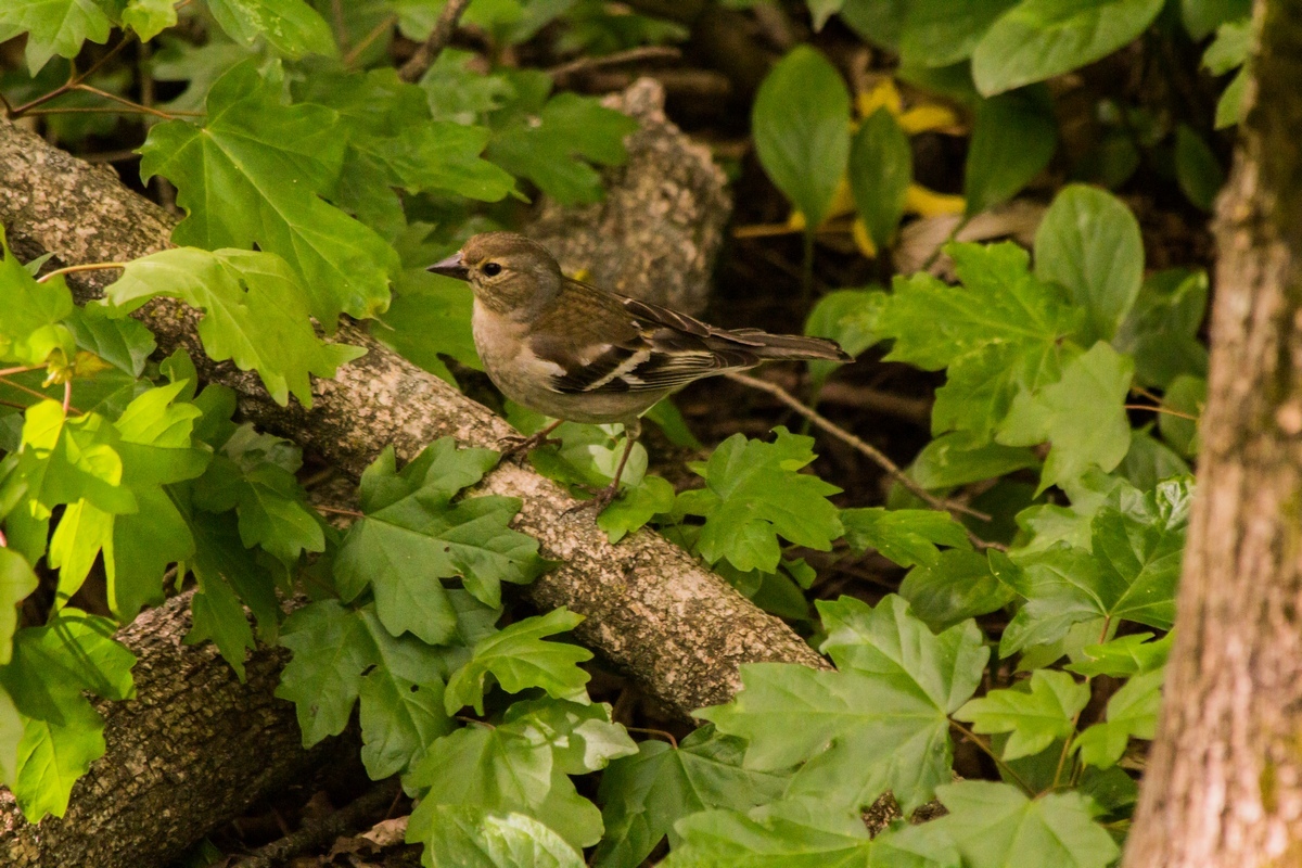 Just a photo selection of birds (part 2) - My, The photo, Ornithology, Photo hunting, The nature of Russia, Longpost, Birds