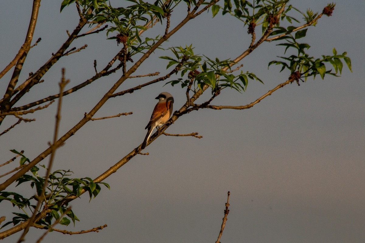 Just a photo selection of birds (part 2) - My, The photo, Ornithology, Photo hunting, The nature of Russia, Longpost, Birds