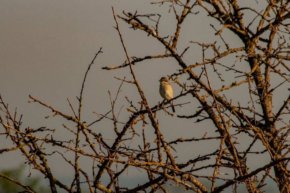 Just a photo selection of birds (part 2) - My, The photo, Ornithology, Photo hunting, The nature of Russia, Longpost, Birds